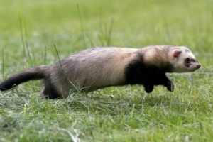 Crvena knjiga regije belgorod